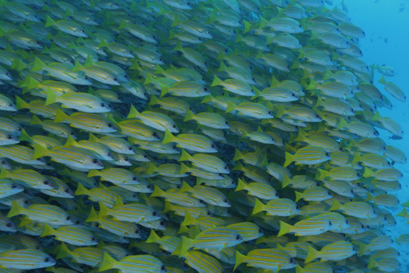 peces