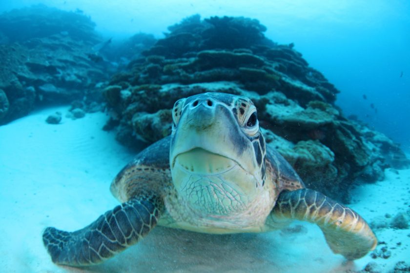 tortuga