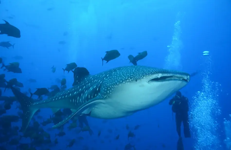 whaleshark